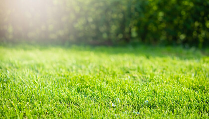 Fototapeta na wymiar Fresh green grass. Lawn background in sunny summer day.