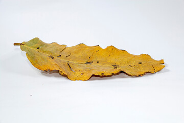 Naklejka premium Dead Dry leaf isolated on white background autumn leaves