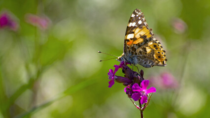 butterfly Vanessa Cardui, sitting on a wildflower Viscaria vulgaris. pink meadow flower, beautiful...