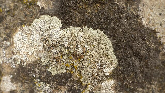 Lichenized fungus. Macro shot of moss and lichen growing on a stone moss