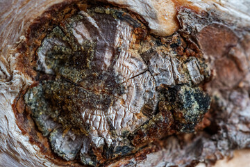 close up of a tree bark