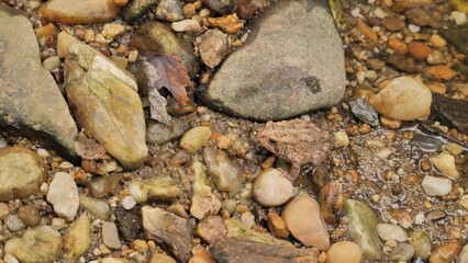 American toad - master of camouflage (disguise).