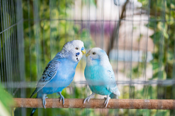 Blue wavy parrot birds couple stand together inside cage