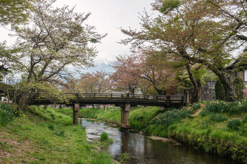 Fototapeta na wymiar Fuji from Oshino Village bridge along canal with cherry tree