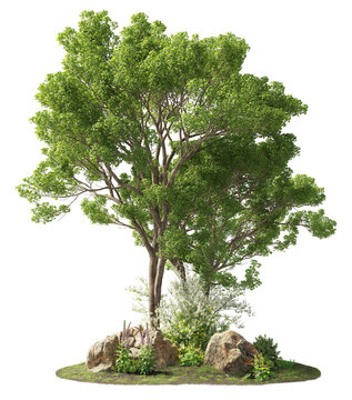 Group of trees among the rocks. Cutout trees isolated on transparent background. Landscape of green deciduous in summer. Forest scape for landscaping or architectural visualisation.	
