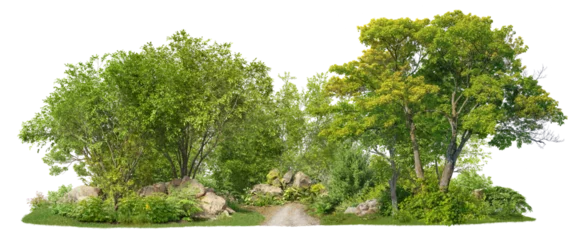 Papier Peint photo Lavable Route en forêt Coniferous forest pathway. Cutout trees isolated on transparent background. Forest scape with trees and bushes among the rocks. Tree line landscape in summer.  