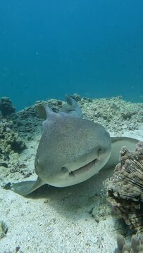 Close up portrait of a zebra shark resting on a sea floor.
