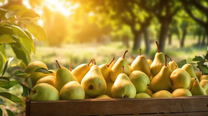 Pears in a wooden box