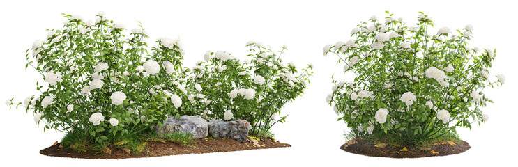 Cutout flowering bush isolated on transparent background. White rose shrub for landscaping or...