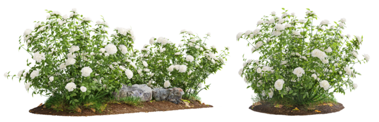 Cutout flowering bush isolated on transparent background. White rose shrub for landscaping or garden design.	
