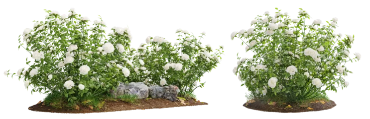 Fotobehang Ochtendgloren Cutout flowering bush isolated on transparent background. White rose shrub for landscaping or garden design.  