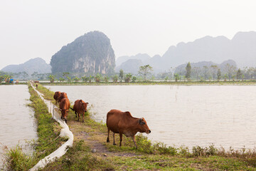 bueyes vietnamitas en un campo de arroz inundado de agua  con las montañas árticas al fondo de la escena