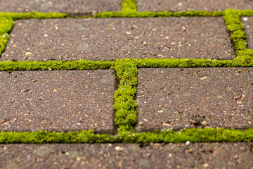 Close-up view of pavement with green moss between bricks. Geometric pattern in nature and the city. Seamless cobblestones and moss texture. Cleaning moss from the pavement. Paving stones with ingrown 