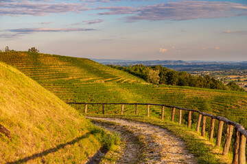 Colorful sunset in the vineyards of Savorgnano del Torre