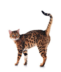 bengal cat in studio