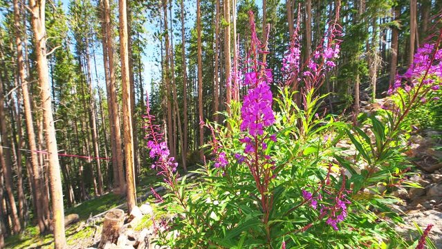 Fireweed willowherb herb purple wildflowers wild tea plant Ivan Chai in Beaver Creek, Colorado in summer mountain with bumble bees collecting nectar