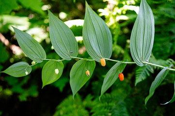 Zweig eines Strauches im gemäßigten Regenwald mit sogenannten Wassermelonenbeeren © Thomas