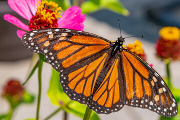 Closeup of monarch butterfly with wings spread