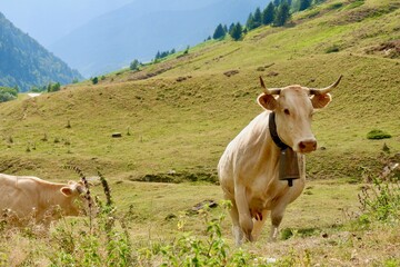 Fototapeta na wymiar Cows of on pasture on the mountain slopes of French Pyrenees, Tourmalet, France. Beige cow looking at camera