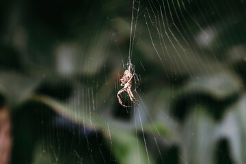 Spider