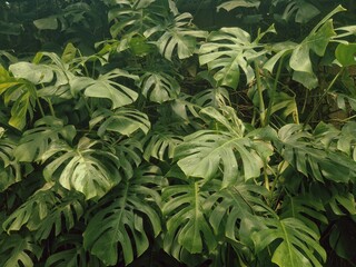 Monstera deliciosa