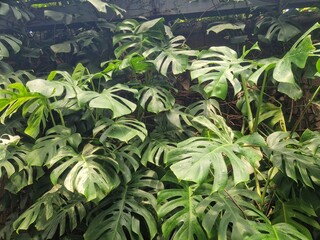 Monstera deliciosa