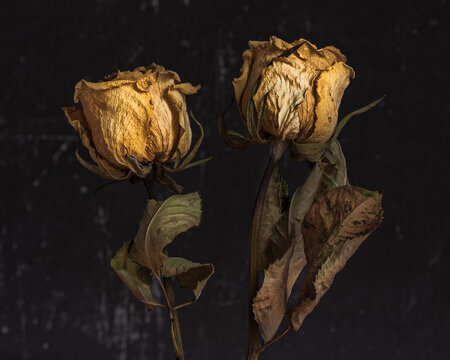 dried faded yellow rose buds