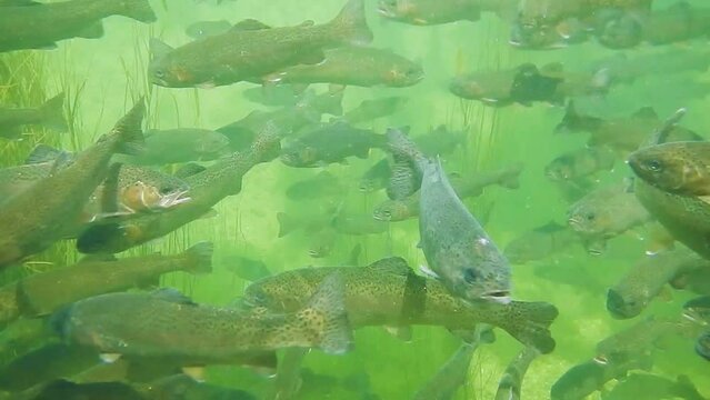 fish farming and feeding with rainbow trouts in fresh water