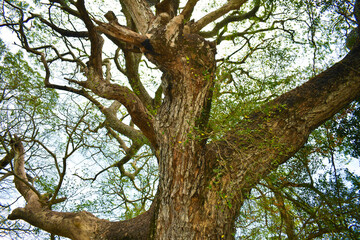 Sri Lanka- Village - trees
