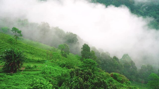 panning shot showing tea garden estate with fog clouds rolling over the hills in Darjeeling showing the famous tea producing tourist attraction in India