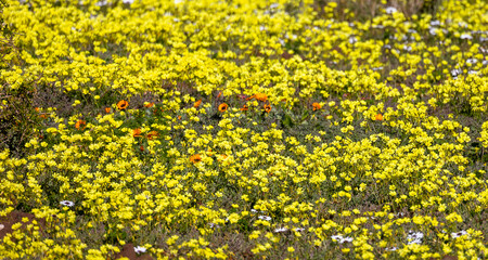 yellow flowers daisies growing wild