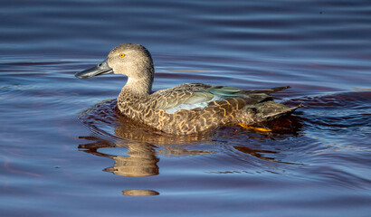duck cape shoveler in lake