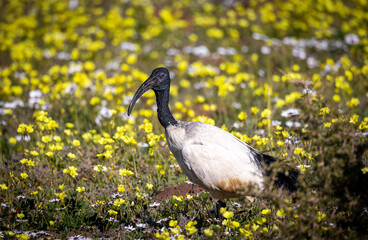 Sacred Ibis in colorful wild flowers