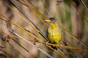 Yellow bird perched on a reed