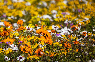 field of wildflowers
