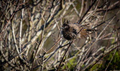 cute small fluffy bird