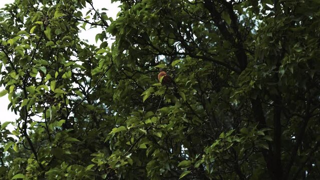 A robin sits in a tree with berries before flying away. 4k/60fps