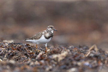 Ruddy Turnstone Arenaria interpres on low tide on a sandy beach in Normandy, France