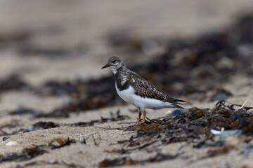 Ruddy Turnstone Arenaria interpres on low tide on a sandy beach in Normandy, France