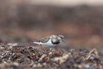 Ruddy Turnstone Arenaria interpres on low tide on a sandy beach in Normandy, France