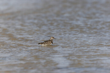Ruddy Turnstone Arenaria interpres on low tide on a sandy beach in Normandy, France