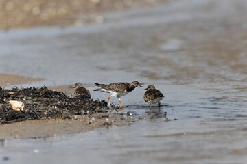 Ruddy Turnstone Arenaria interpres on low tide on a sandy beach in Normandy, France