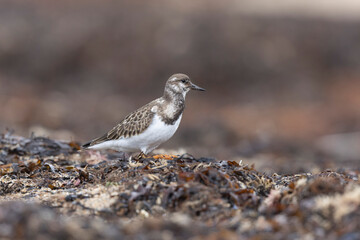 Ruddy Turnstone Arenaria interpres on low tide on a sandy beach in Normandy, France