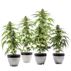 Obraz premium Collection of Cannabis buds, Cannabis flowers, flower pot, Transparent background, isolated, separated, marijuana leaves and flowers, ai generated