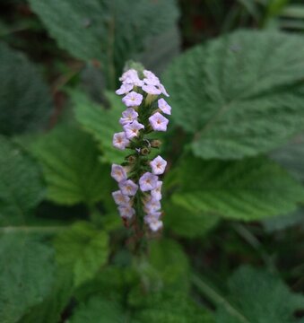 Beautiful Purple Flowers of Heliotropium indicum. This is commonly known as Indian heliotrope, Indian turnsole, etc.