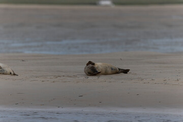 Fototapeta premium Common seal Phoca vitulina resting on a sandy beach at low tide