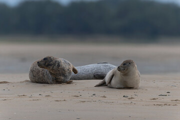 Fototapeta premium Common seal Phoca vitulina resting on a sandy beach at low tide