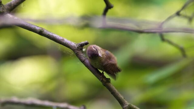 Young Wren with Injured Eye Calls for Parents on Branch