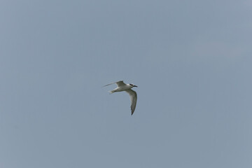 Sandwich Tern Thalasseus Sterna sandvicensis in a typical coastal habitat