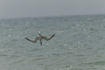 Sandwich Tern Thalasseus Sterna sandvicensis in a typical coastal habitat